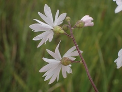 Lithophragma parviflorum parviflorum