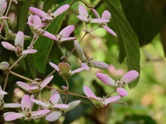 Congea tomentosa