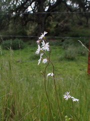 Lithophragma parviflorum parviflorum