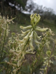 Astragalus oxyphysus