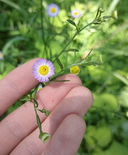 daisy fleabane