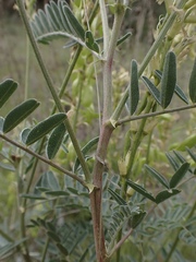 Astragalus oxyphysus