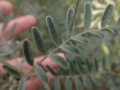 Astragalus oxyphysus