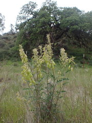 Astragalus oxyphysus