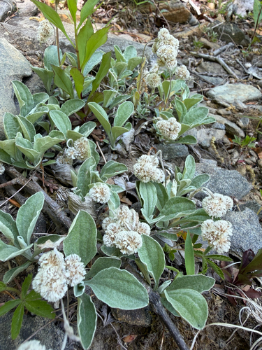 Antennaria plantaginifolia, photograph 5