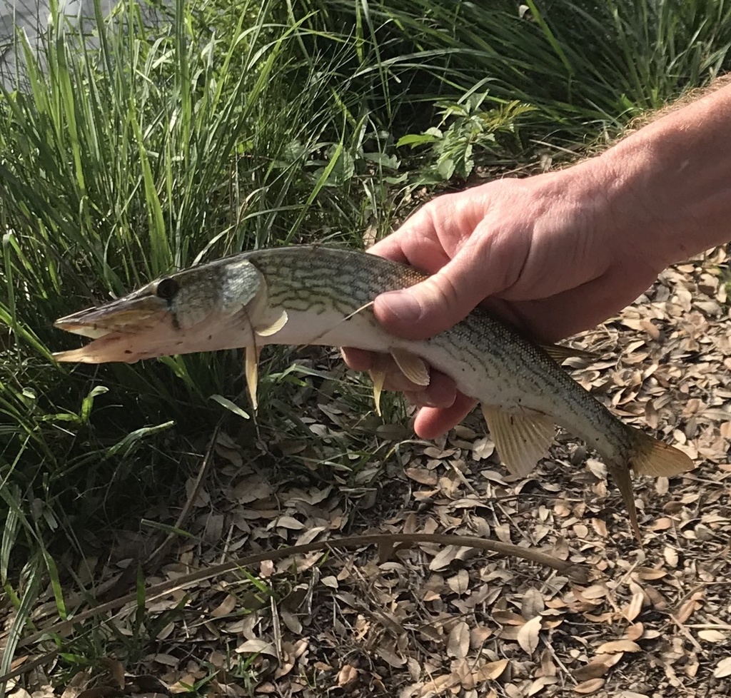 Photo of a Chain Pickerel