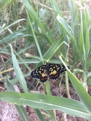 Chlosyne melitaeoides