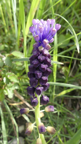 Tassel Hyacinth