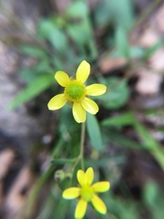 Ranunculus harveyi