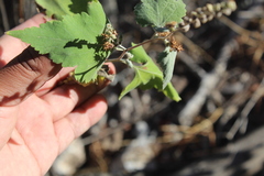 Ambrosia cordifolia