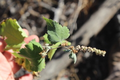 Ambrosia cordifolia