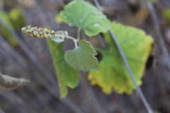 Ambrosia cordifolia