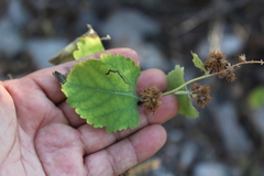 Ambrosia cordifolia