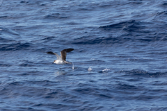 Pterodroma externa