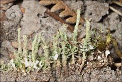Cladonia ramulosa