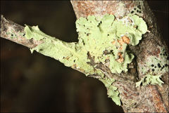 Flavoparmelia rutidota