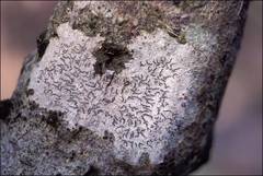 Halegrapha mucronata