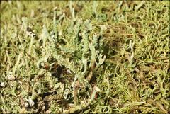 Cladonia ramulosa