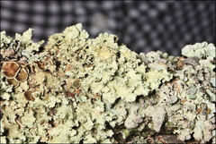 Flavoparmelia rutidota