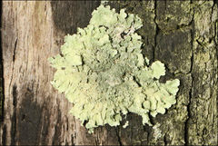 Flavoparmelia rutidota