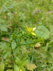 Ranunculus cantoniensis