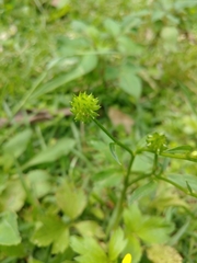 Ranunculus cantoniensis