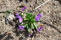 Viola prionantha