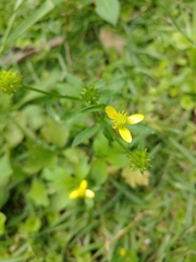 Ranunculus cantoniensis