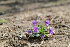 Viola prionantha