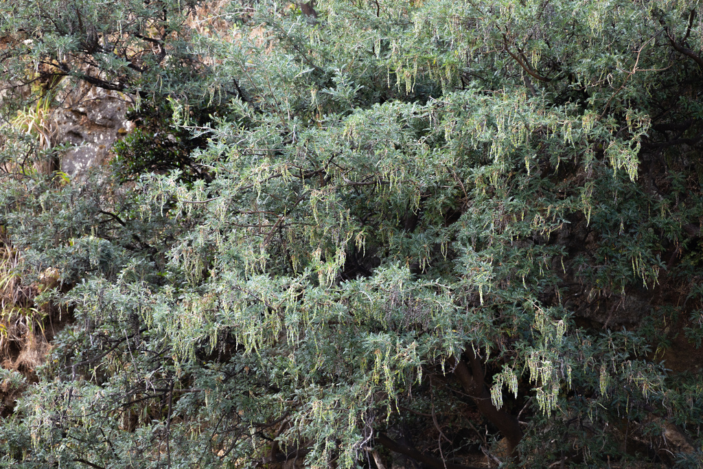 Sophora masafuerana