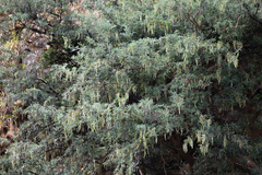 Sophora masafuerana
