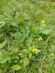 Ranunculus cantoniensis
