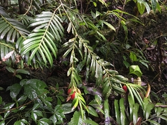 Amentotaxus yunnanensis