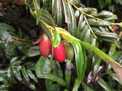 Amentotaxus yunnanensis