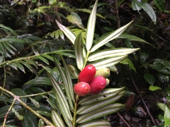 Amentotaxus yunnanensis