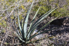 Agave difformis