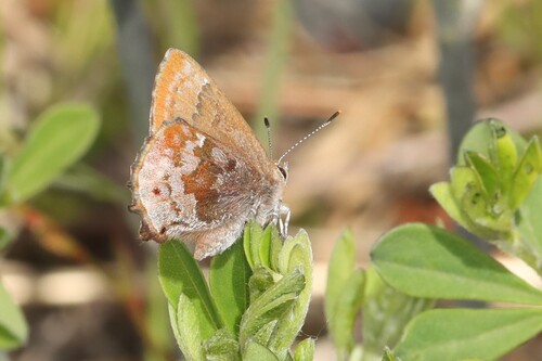 Frosted Elfin photo 4