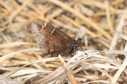 Southern Cloudywing photo 4