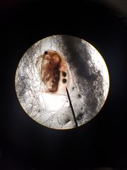 Daphnia magna