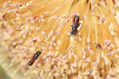 Hylaeus littleri