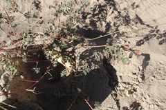 Euphorbia berteroana