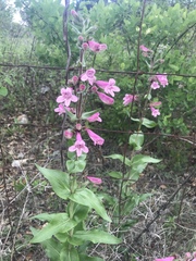 Penstemon triflorus