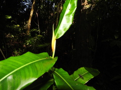 Heliconia aurantiaca
