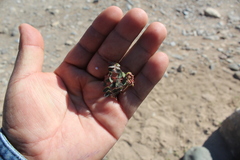 Euphorbia berteroana