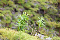 Robinsonia masafuerae