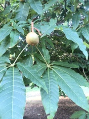 Aesculus indica