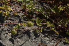 Ipomoea deccana