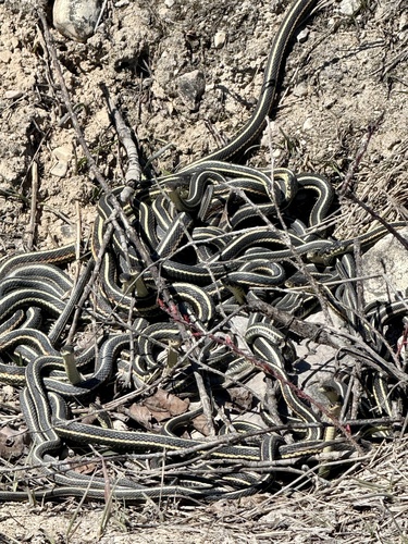 Common Garter Snake