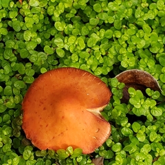 Leratiomyces