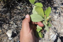 Nahuatlea magna
